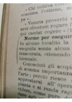 OLIVICOLTURA E INDUSTRIA MODERNA DELL’OLIO DI OLIVA di Simari Hoepli 1912 libro