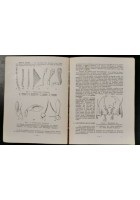 INTRODUCTION A L'ENTOMOLOGIE volume I di R Jeannel. Edition Boubee 1945 Anatomie