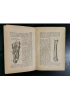 I SERVITORI DELLO STOMACO di G Macè 1930 La Nuova Italia libro medicina