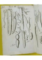 OSSERVAZIONI DI FRANCESCO REDI INTORNO AGLI ANIMALI VIVENTI 1687 libro antico