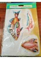 POSTER A RILIEVO Scientific ReliefPoster Vintage PESCI scolastico Nova Rico
