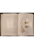 MALATTIE DELLE PIANTE di Lauro Pasinetti 1953 Hoepli Libro patologia profilassi