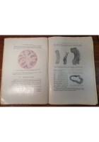 I VELENI QUALI FATTORI DI MALATTIA Cevidalli 1923 Utet libro medicina