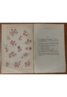 LE EMOPATIE di Adolfo Ferrata 2 volumi in 5 tomi 1933 libro medicina sangue