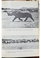 GRANDI AVVENTURE DI CACCIA Alexander Lake 1964 Garzanti Libro Africa grossa
