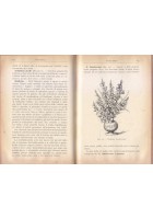 MANUALE DI FLORICOLTURA Giuseppe Roda 1923 Hoepli