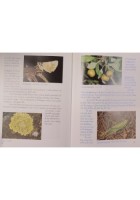 DIARY OF THE MURGIA HILLS DIARIO NATURALISTICO DALLA PUGLIA di Walter 1988 Libro