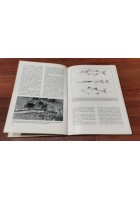PESCARE IN MARE di Alessandro Magrini 1982 - Editoriale Olimpia libro illustrato