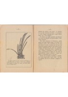 IL MARE GLI ANIMALI MARINI E LA PESCA di Bruno Monterosso 1923 libro agricoltura