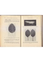 LA DIFESA DEL FRUTTETO DALLE MALATTIE E PARASSITI di G Della Beffa 1951 libro