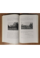 OLIVICOLTURA MERIDIONALE di Raffaele Pastore 1957 Laterza Libro manuale olio