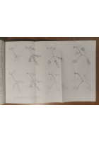 OLIVICOLTURA MERIDIONALE di Raffaele Pastore 1957 Laterza Libro manuale olio