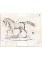 ESIPPOGNOSIA OVVERO CONOSCENZA ESTERNA DEL CAVALLO di De Nanzio 1842 Libro antic