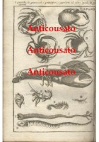 GRANCHI GAMBERI ARAGOSTE GRANCIPORI PESCI 1740 Incisione Stampa Antica Vintage