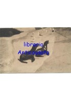 CARTOLINA GIARDINO ZOOLOGICO DI ROMA otaria della california e orsina ANNI '30