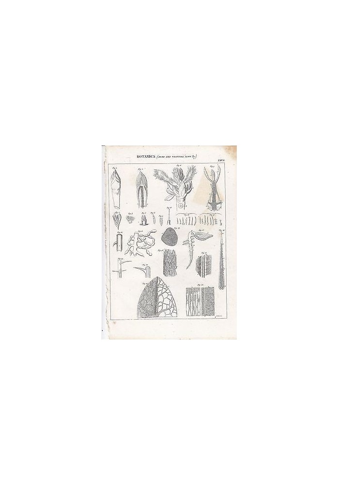 BOTANICA ARMI DEI VEGETALI - SEME INCISIONE STAMPA RAME 1866 TAVOLA ANTICA
