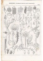 BOTANICA COTILEDONE EMBRIONE ORGANI INCISIONE STAMPA RAME 1866 TAVOLA ANTICA
