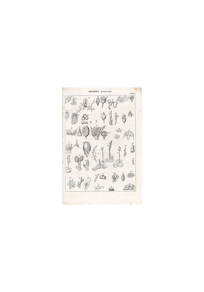 BOTANICA CRITTOGAMIA INCISIONE STAMPA RAME 1866 TAVOLA VII ANTICA ORIGINALE