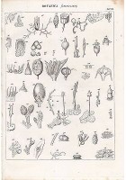 BOTANICA CRITTOGAMIA INCISIONE STAMPA RAME 1866 TAVOLA VII ANTICA ORIGINALE