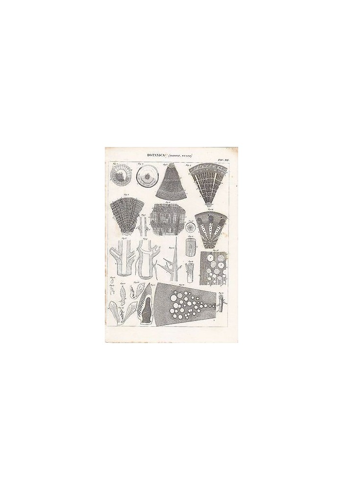 BOTANICA RADICE FUSTO INCISIONE STAMPA RAME 1866 TAVOLA VIII ANTICA ORIGINALE