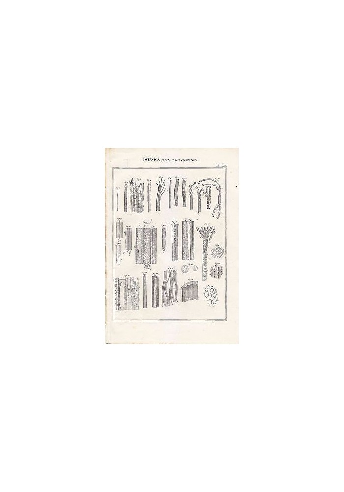 BOTANICA FUSTO ORGANI ELEMENTARI INCISIONE STAMPA RAME 1866 TAVOLA ANTICA