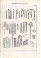 BOTANICA FUSTO ORGANI ELEMENTARI INCISIONE STAMPA RAME 1866 TAVOLA ANTICA