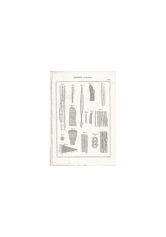 BOTANICA ORGANOGRAFIA INCISIONE STAMPA RAME 1866 TAVOLA ANTICA ORIGINALE
