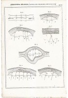 ARCHITETTURA IDRAULICA ALLUVIONI ALVEO ISOLE INCISIONE STAMPA 1866 Tavola Antica