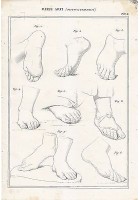 BELLE ARTI disegno estremità piedi INCISIONE STAMPA RAME 1866 ORIGINALE