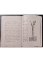 LA RICOSTITUZIONE DEI VIGNETI FILLOSSERATI di Guttuso Fasulo 1906 Reber Libro
