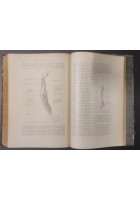 LA DIAGNOSI CLINICA DELLE MALATTIE INTERNE VOLUME III di Ferrio 1933 UTET Libro