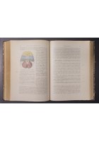 LA DIAGNOSI CLINICA DELLE MALATTIE INTERNE VOLUME III di Ferrio 1933 UTET Libro