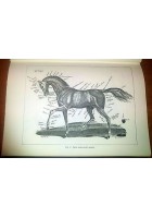 A CAVALLO COME E DOVE di Lucio Lami 1971 Aldo Martello libro manuale