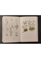 FLORA ARTICA GUIDA ALLA CONOSCENZA di Tina Zuccoli 1973 Edagricole Libro polare