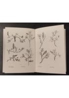 FLORA ARTICA GUIDA ALLA CONOSCENZA di Tina Zuccoli 1973 Edagricole Libro polare