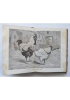 POLLICOLTURA di Trevisani 1924 Ulrico Hoepli libro manuale allevamento anatra