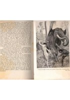 IL RITORNO DI TARZAN Edgar Rice Burroughs 1928 Bemporad Libro romanzo infanzia