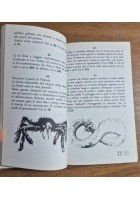 NEL VORTICE DEL TEMPO di Jan Clive Bailey 1990 E Elle LIBROGAME oltre l'incubo