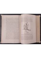 DIVERSI APPARECCHI ORCHIDEE FECONDATE DAGLI INSETTI di C Darwin 1883 UTET Libro