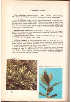 IL MIO AMORE PER LE PIANTE di A G Lombardi 1969 Le Monnier Libro