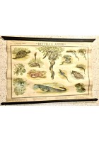 RETTILI E ANFIBI POSTER DIDATTICO Vintage Tavola Mondadori Tartarughe Serpenti