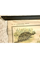 RETTILI E ANFIBI POSTER DIDATTICO Vintage Tavola Mondadori Tartarughe Serpenti