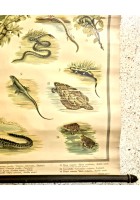 RETTILI E ANFIBI POSTER DIDATTICO Vintage Tavola Mondadori Tartarughe Serpenti