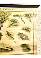 RETTILI E ANFIBI POSTER DIDATTICO Vintage Tavola Mondadori Tartarughe Serpenti