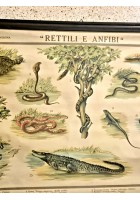 RETTILI E ANFIBI POSTER DIDATTICO Vintage Tavola Mondadori Tartarughe Serpenti