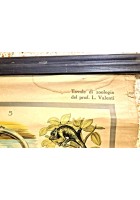 RETTILI E ANFIBI POSTER DIDATTICO Vintage Tavola Mondadori Tartarughe Serpenti