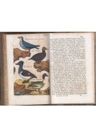 UCCELLI Storia Naturale di Buffon volume 39 Vignozzi 1832 Libro tavole a colori