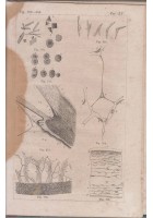 TRATTATO DI ISTOLOGIA UMANA Albert Kolliker 1866 Trani Libro antico illustrato