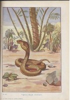 LE MERAVIGLIE DEL MONDO ANIMALE Romualdo Natoli 1941 Nerbini Libro illustrato