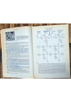 MICROBIOLOGIA MEDICA di Jawetz Melnick Adelberg 1977 Piccin Libro manuale